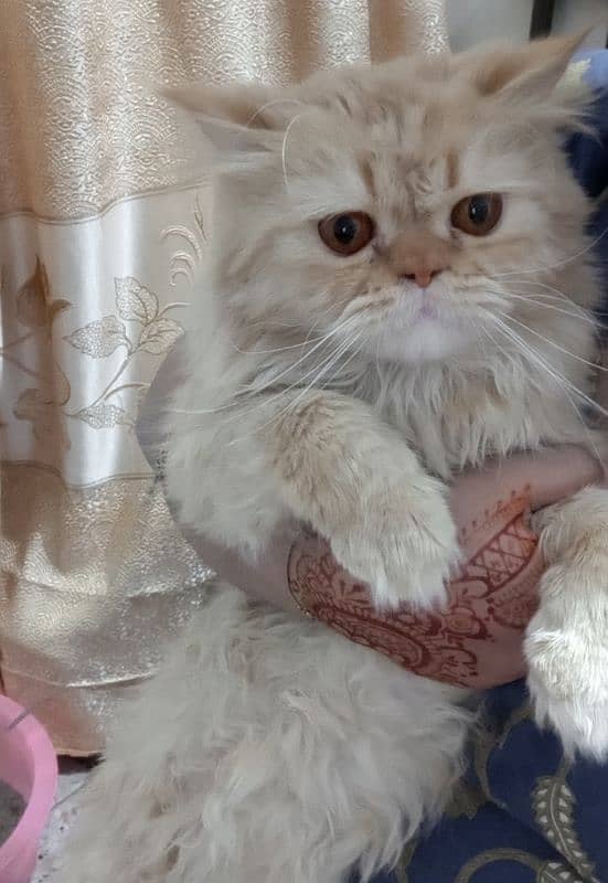 male persian cat 2