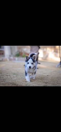 female husky 2 months old for sale