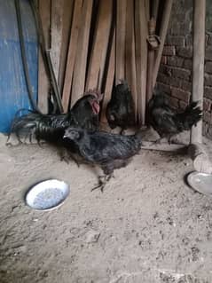 Hens | ayam cemani grey tongue | Ayam Cemani hens | eegs laying