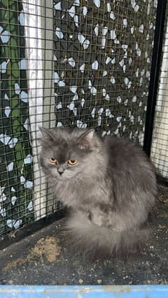 Persian cat grey color