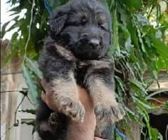 German shepherd puppies available