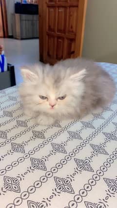 Persian kitten