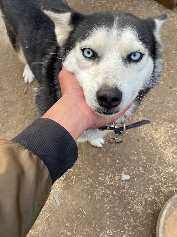 siberian husky for sale 0