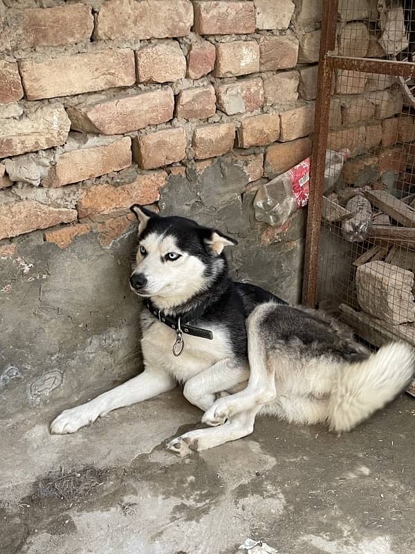 siberian husky for sale 1