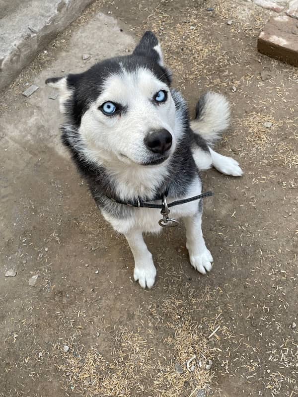 siberian husky for sale 2