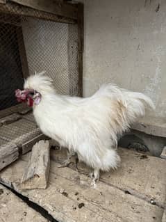 White silkie.