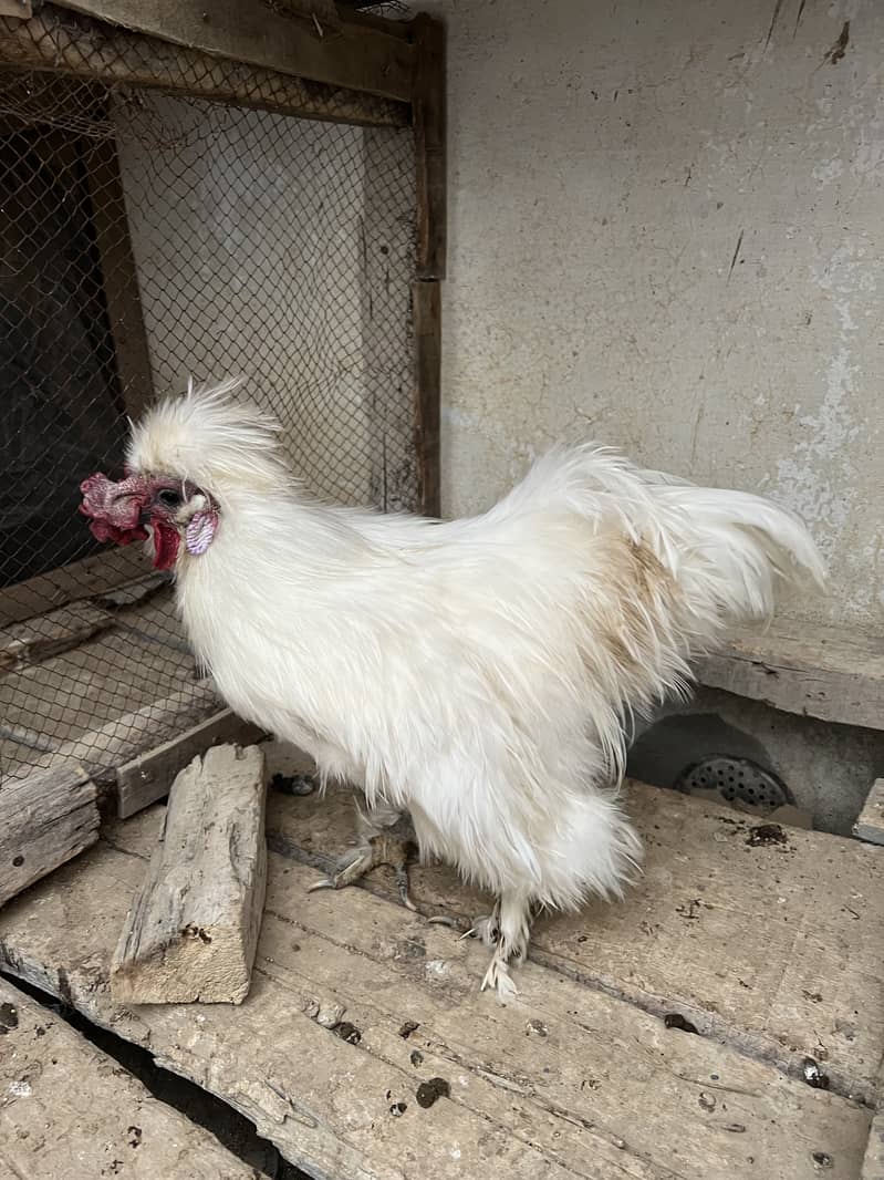 White silkie. (03215247571) 0