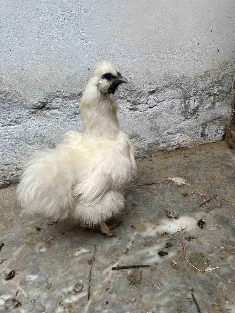 White silkie. (03215247571) 2