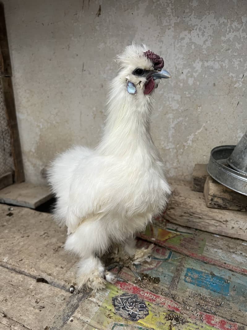 White silkie. (03215247571) 5