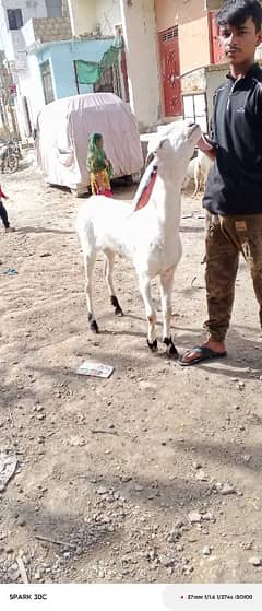 4 dant male beautiful pure gulabi Desi bread khassi