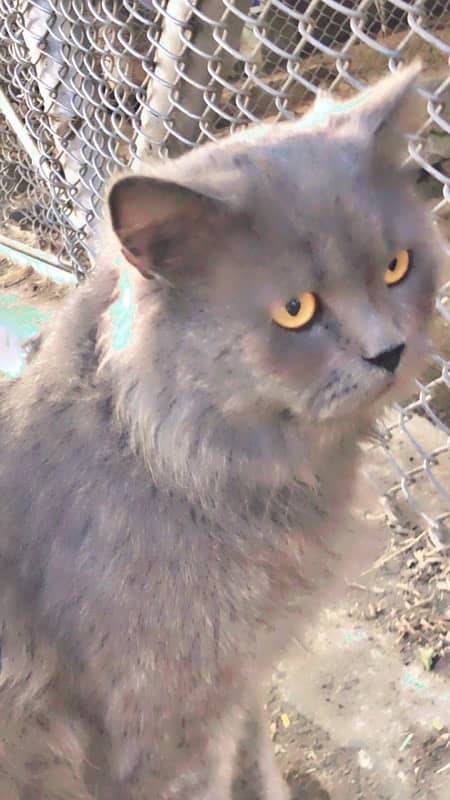 Persian Male Cat Triple coated for sale 0