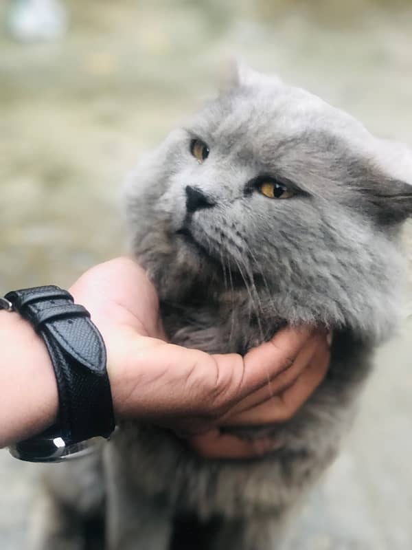 Persian Male Cat Triple coated for sale 2