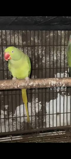 raw parrot breader pair