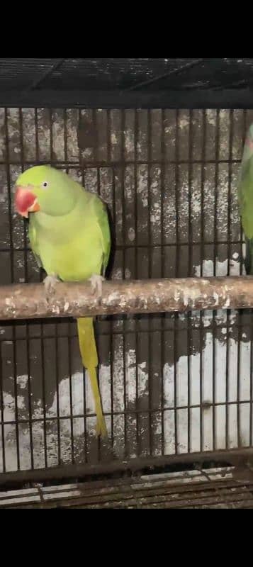 raw parrot breader pair 0