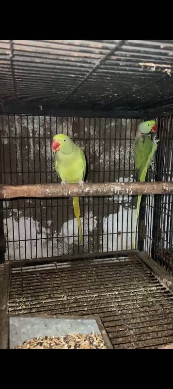 raw parrot breader pair 2