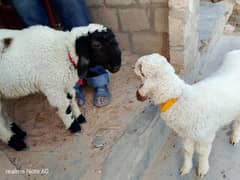 25k each bread khare hn or bilkul active hn ghr ke pale huye hn