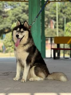 Siberian Husky