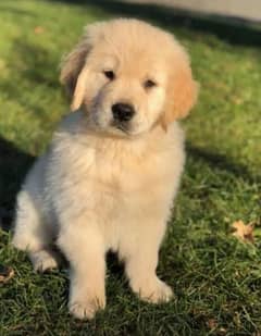 golden retriever puppies