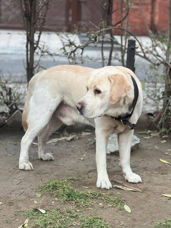 American Labrador male available for mating stud service 3