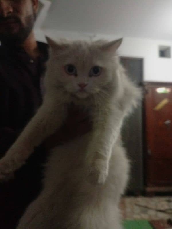 Persian cat female blue eyes 1