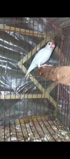 white java Finch male breeder