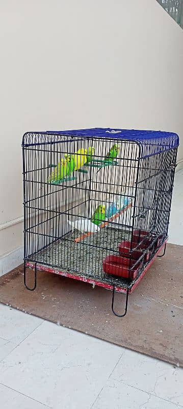 budgies 5 pairs healthy and active all home breed 0