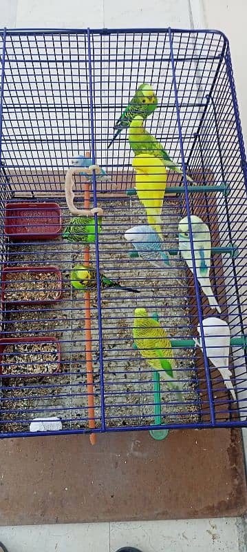 budgies 5 pairs healthy and active all home breed 1