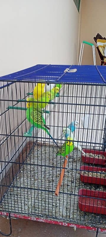 budgies 5 pairs healthy and active all home breed 2