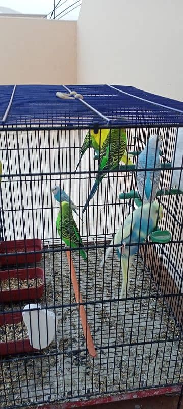 budgies 5 pairs healthy and active all home breed 3