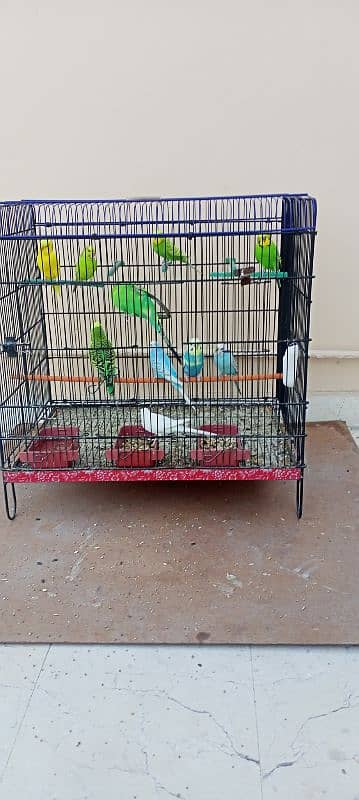 budgies 5 pairs healthy and active all home breed 4