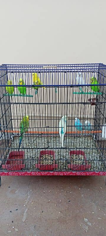 budgies 5 pairs healthy and active all home breed 5