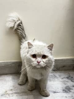 Healthy Male Persian cat , double coated