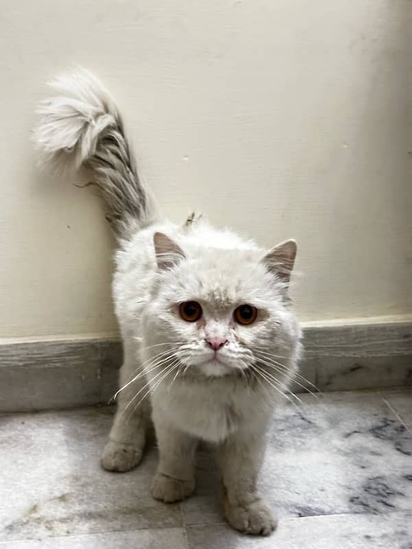 Healthy Male Persian cat , double coated 0