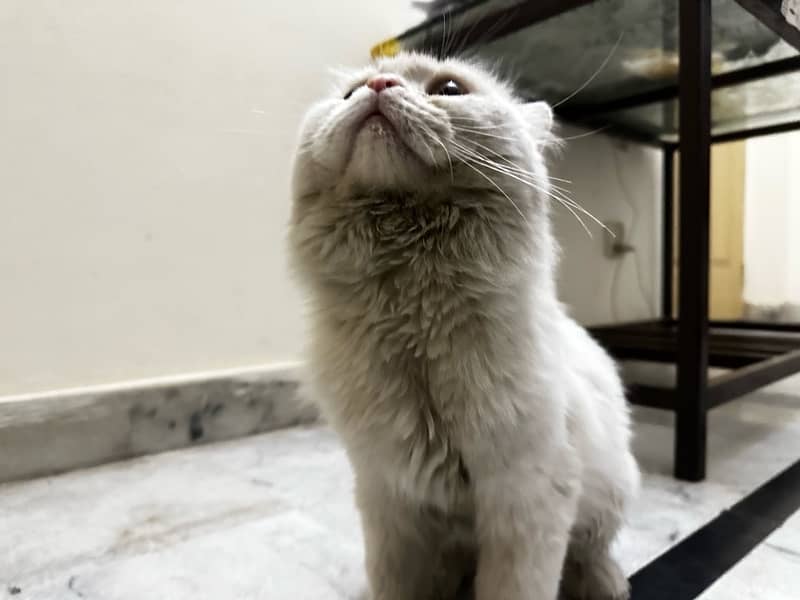 Healthy Male Persian cat , double coated 1