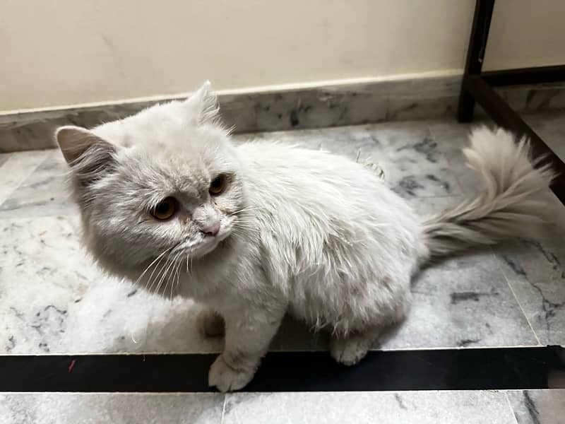 Healthy Male Persian cat , double coated 2