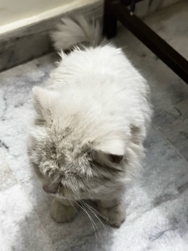 Healthy Male Persian cat , double coated 5