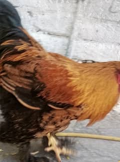 Brahma male for sell