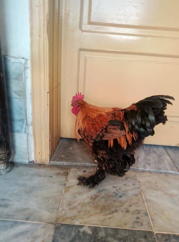 Brahma male for sell 3