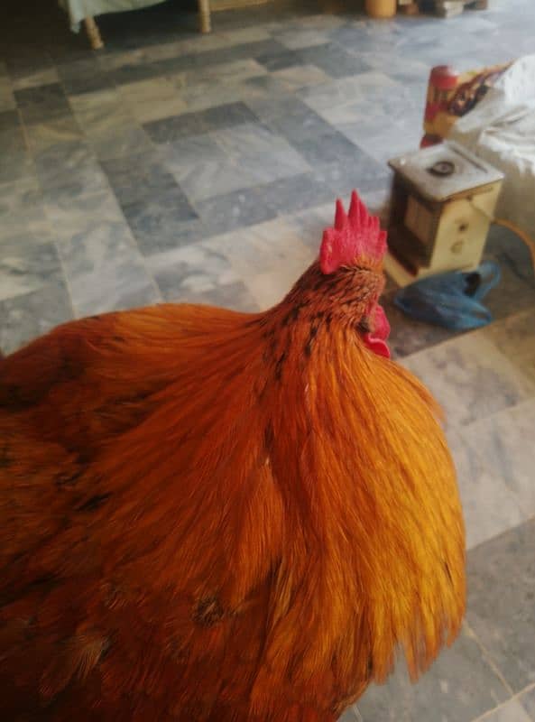 Brahma male for sell 4