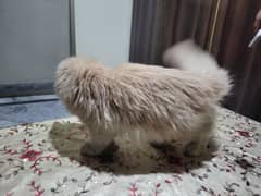 Persian cat Punch face third Court