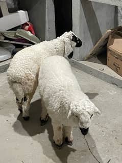 Pair for sale / Dumba / Sheep