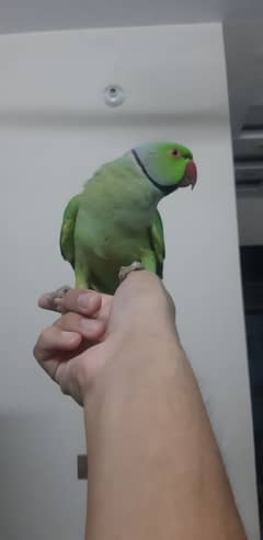 Ringneck hand tame Male