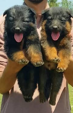 GERMAN SHEPHERD LONG COAT PUPPIES FOR SALE