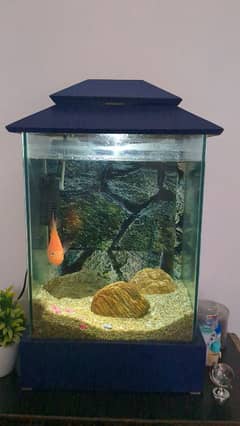 aquarium with fish for sale