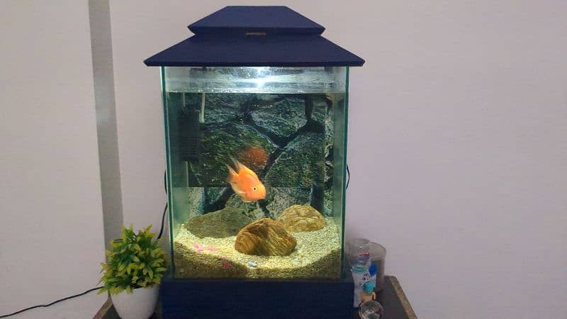 aquarium with fish for sale 1