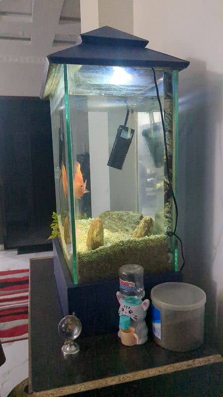 aquarium with fish for sale 2