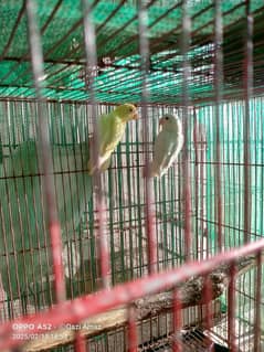 cremino lovebird forsale