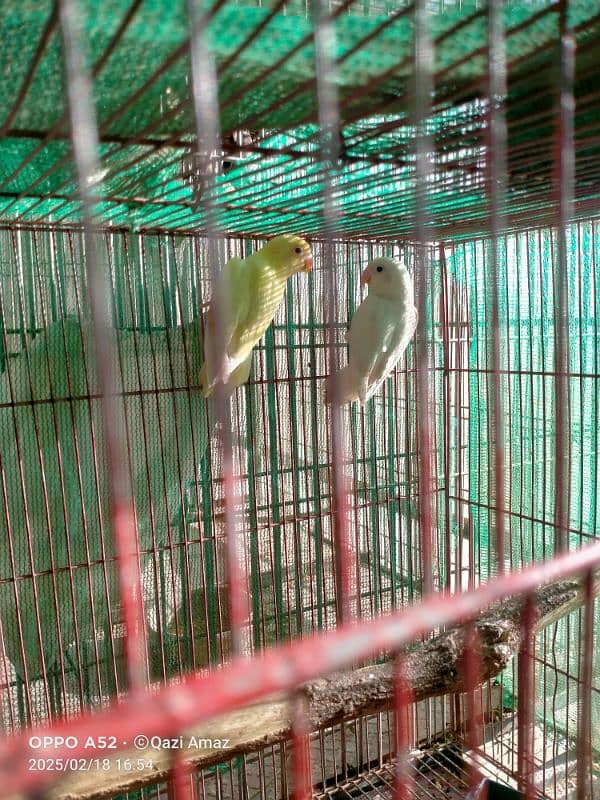 cremino lovebird forsale 0