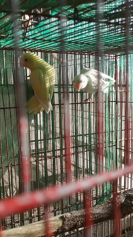 cremino lovebird forsale 1