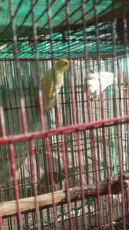 cremino lovebird forsale 2